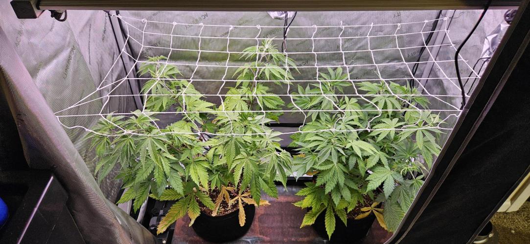 Grow #5: WTF is a Triploid. Week 7 - Before scrog net