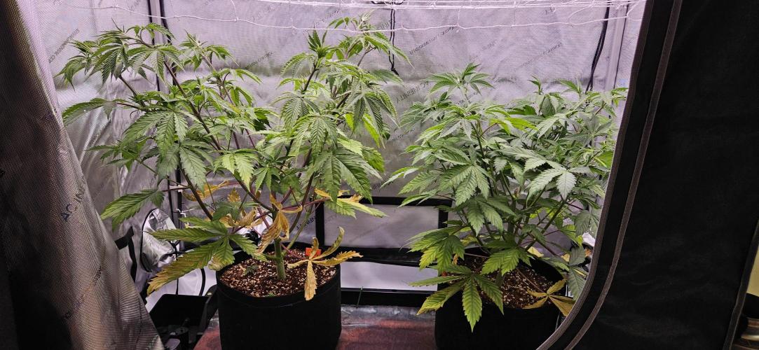 Grow #5: WTF is a Triploid. Week 7 - Before lollipopping