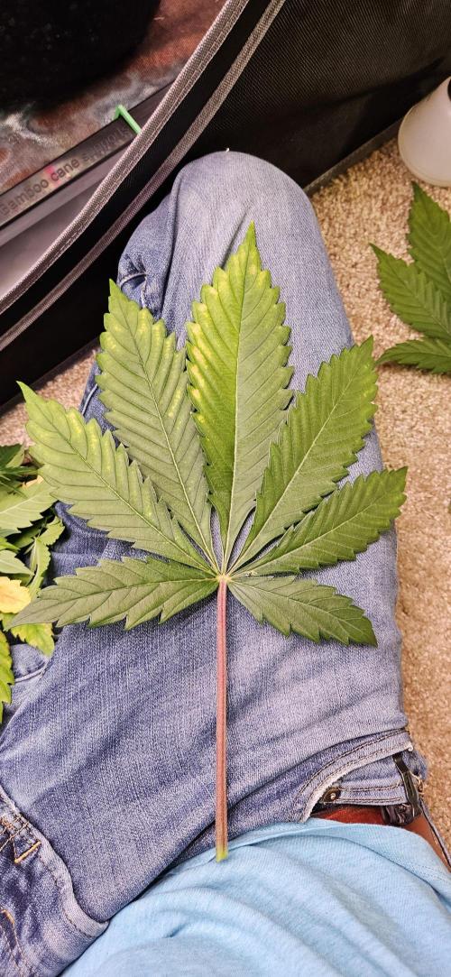 Grow #5: WTF is a Triploid. Week 7 - Big leaf