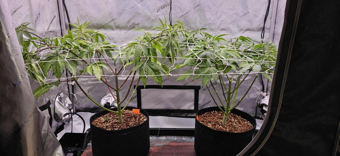 Grow #5: WTF is a Triploid. Week 7 - After scrog net and lollipop