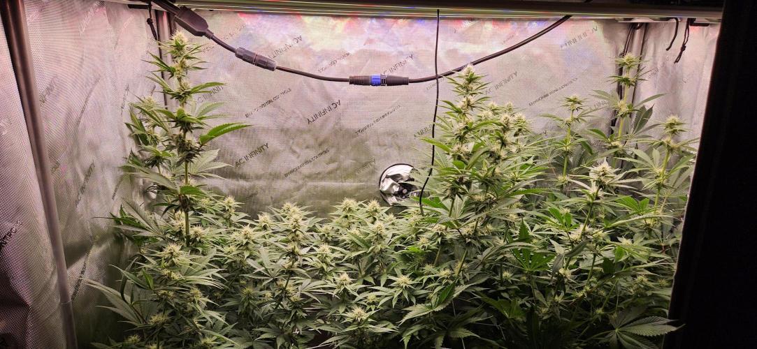 Grow #5: WTF is a Triploid. Week 11