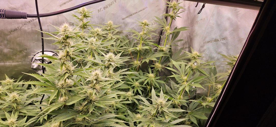 Grow #5: WTF is a Triploid. Week 11