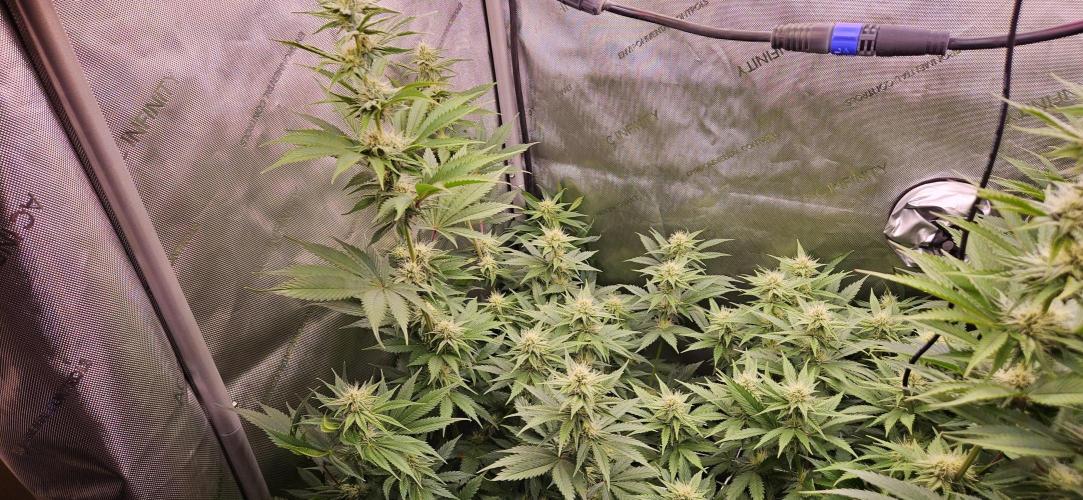 Grow #5: WTF is a Triploid. Week 11