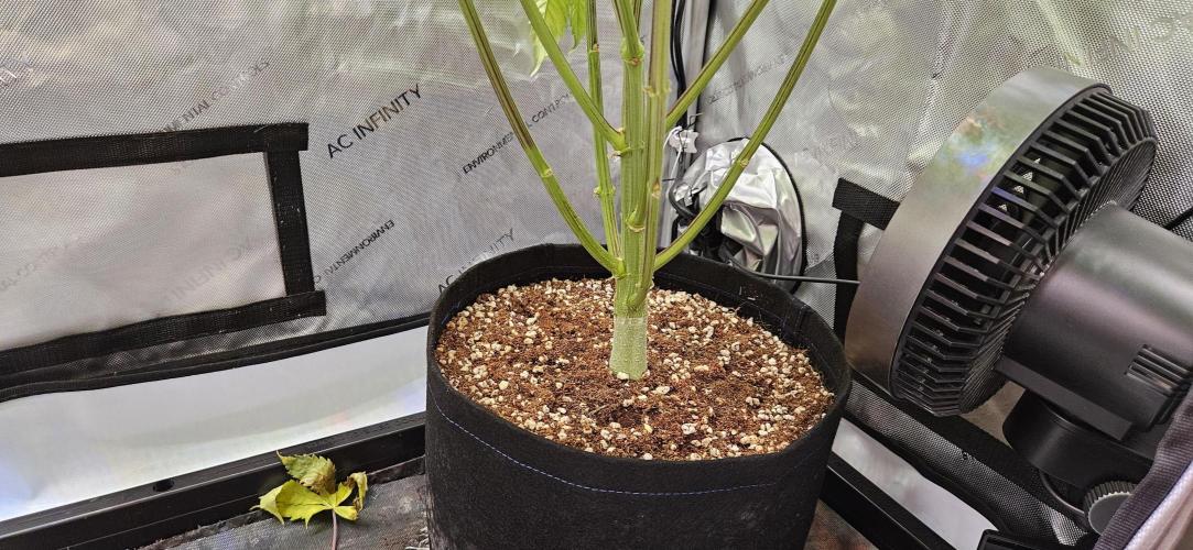 Grow #5: WTF is a Triploid. Week 11