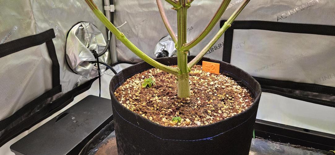 Grow #5: WTF is a Triploid. Week 11