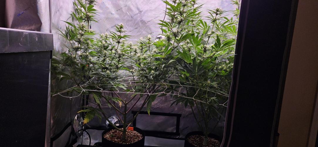 Grow #5: WTF is a Triploid. Week 11