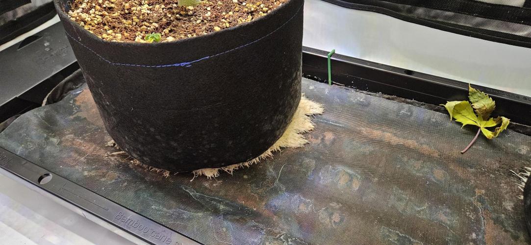 Grow #5: WTF is a Triploid. Week 11