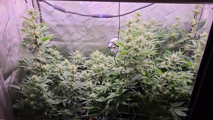 Grow #5: WTF is a Triploid