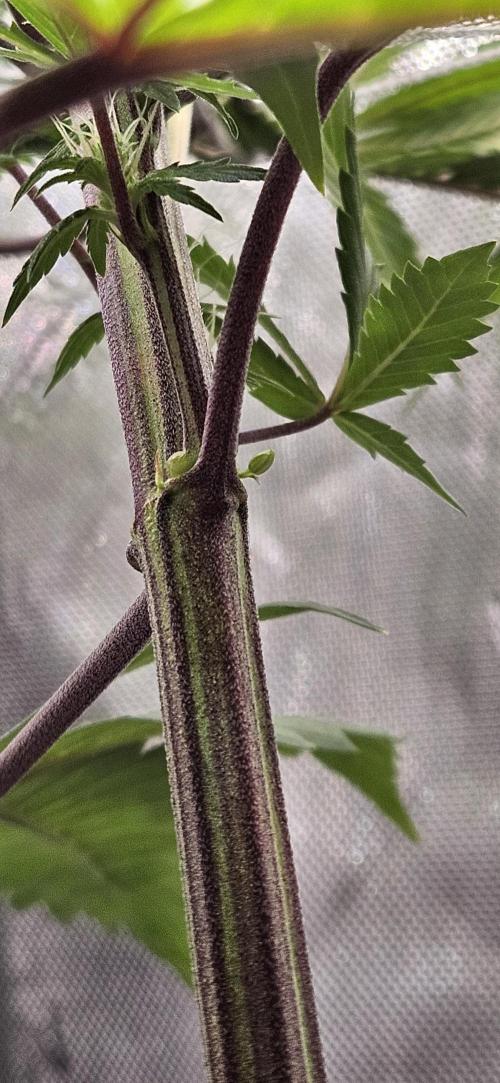 Grow #5: WTF is a Triploid. Week 11 - FUCKIN POLLEN SACKS