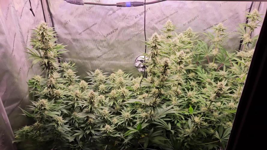 Grow #5: WTF is a Triploid