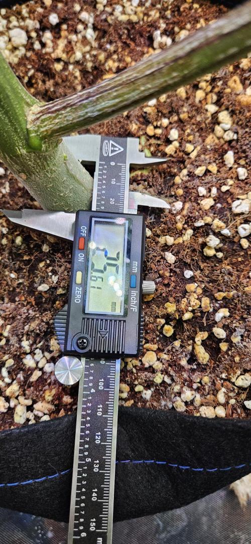 Grow #5: WTF is a Triploid. Week 12 - Plant #2