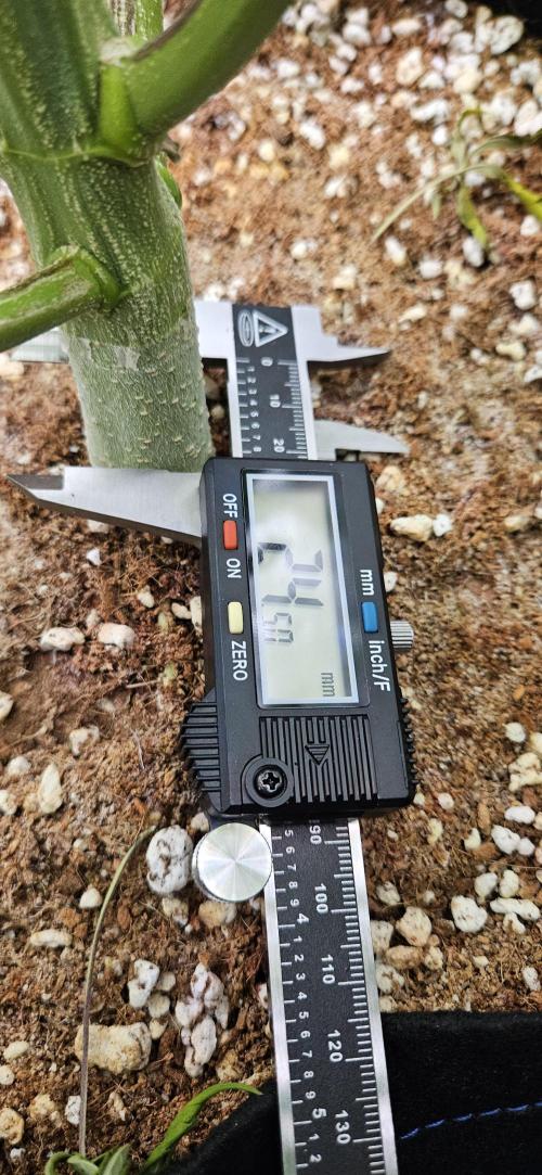 Grow #5: WTF is a Triploid. Week 12 - Plant #3