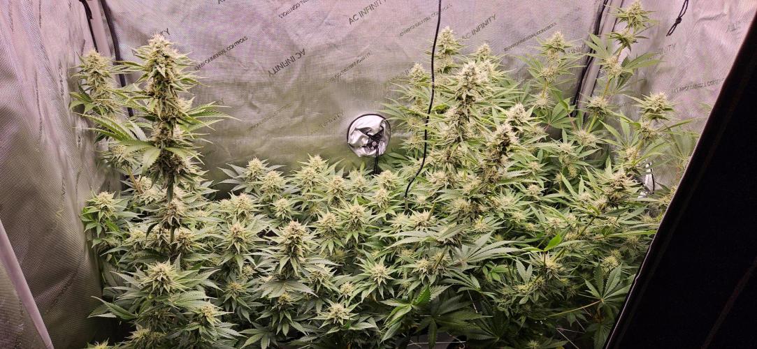 Grow #5: WTF is a Triploid. Week 12 - Tent