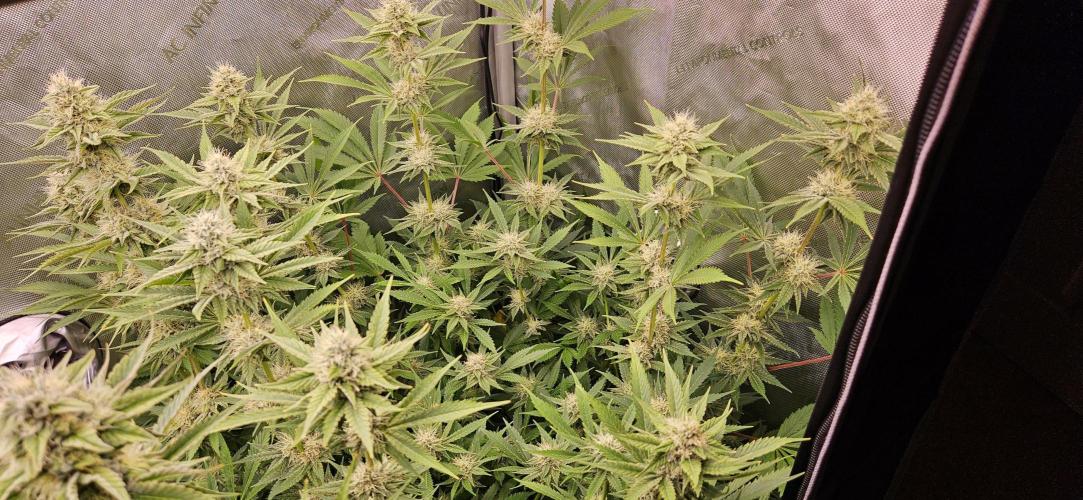 Grow #5: WTF is a Triploid. Week 12 - Plant #3