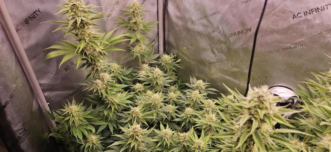 Grow #5: WTF is a Triploid. Week 12 - Plant #2