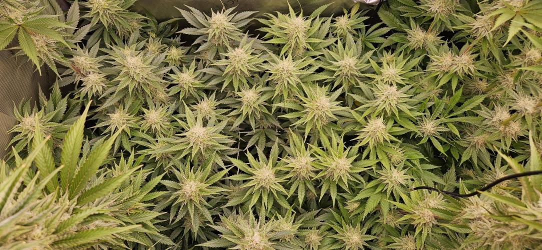 Grow #5: WTF is a Triploid. Week 12 - Plant #2