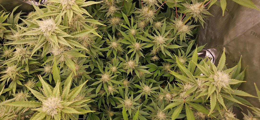 Grow #5: WTF is a Triploid. Week 12 - Plant #3