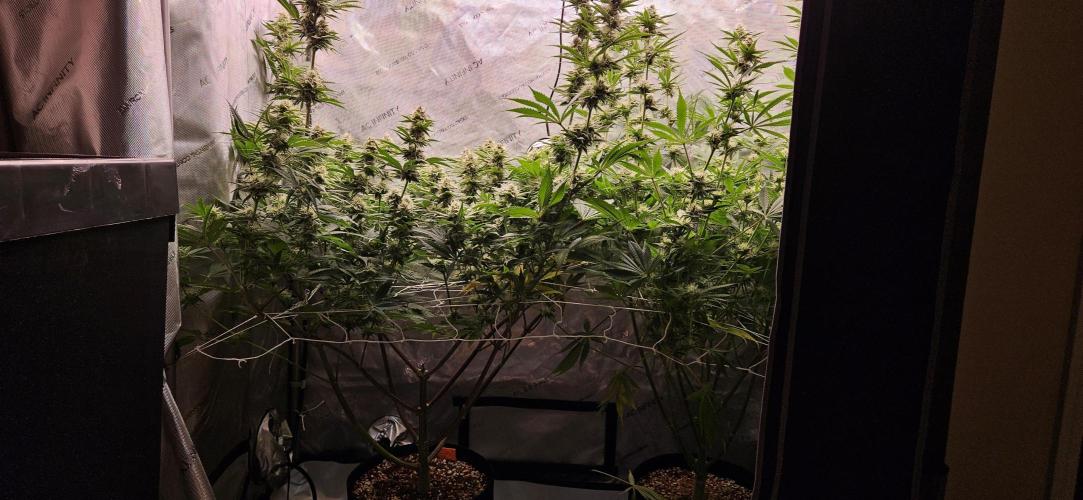 Grow #5: WTF is a Triploid. Week 12 - Tent