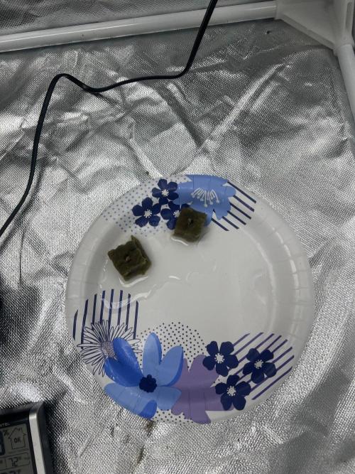 Gelly Milk. Week 0