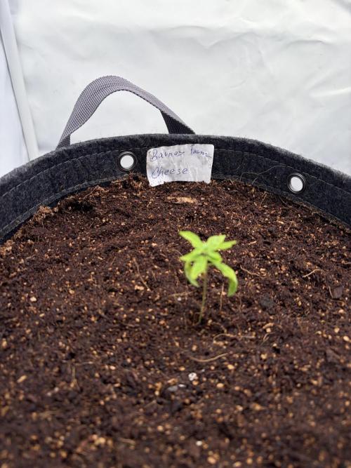 Two plants - Amateur hobby grow. Week 1