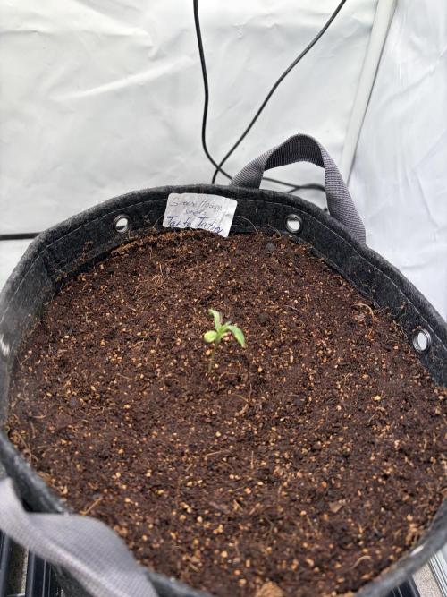 Two plants - Amateur hobby grow. Week 1
