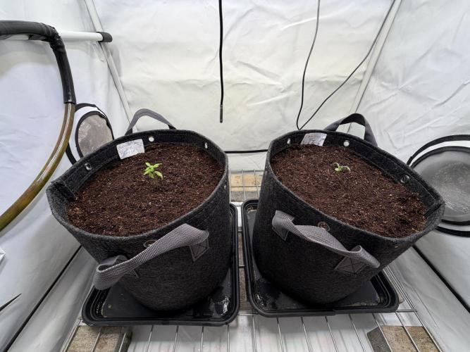 Two plants - Amateur hobby grow. Week 1