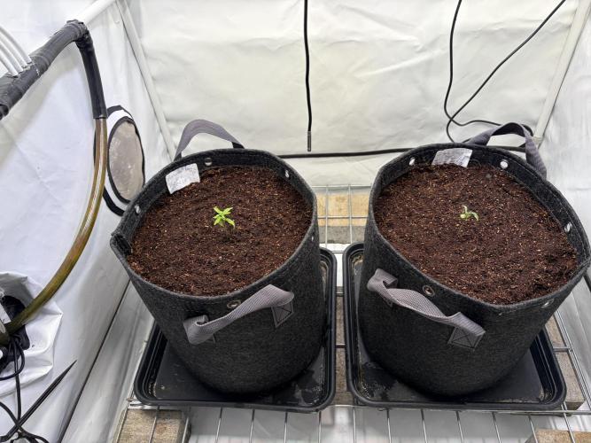 Two plants - Amateur hobby grow. Week 1