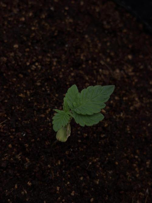 Two plants - Amateur hobby grow. Week 2