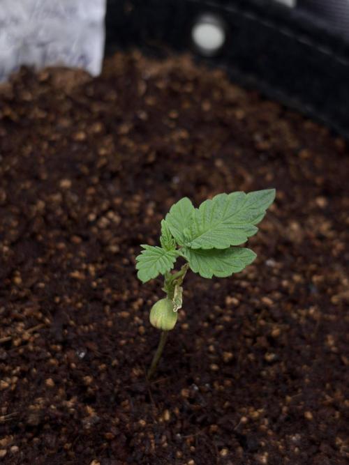 Two plants - Amateur hobby grow. Week 2
