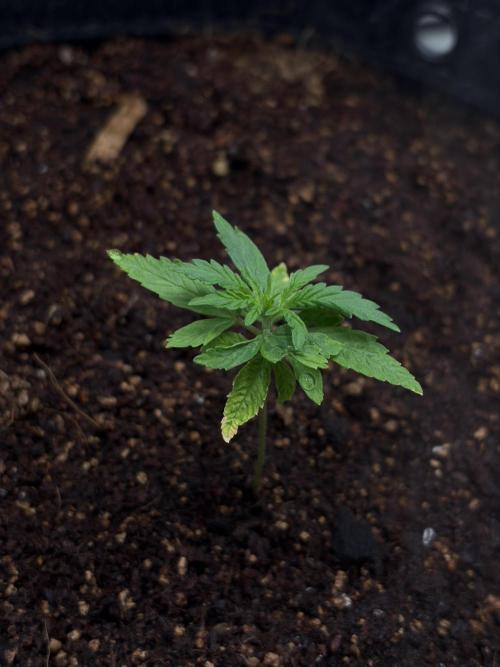 Two plants - Amateur hobby grow. Week 2