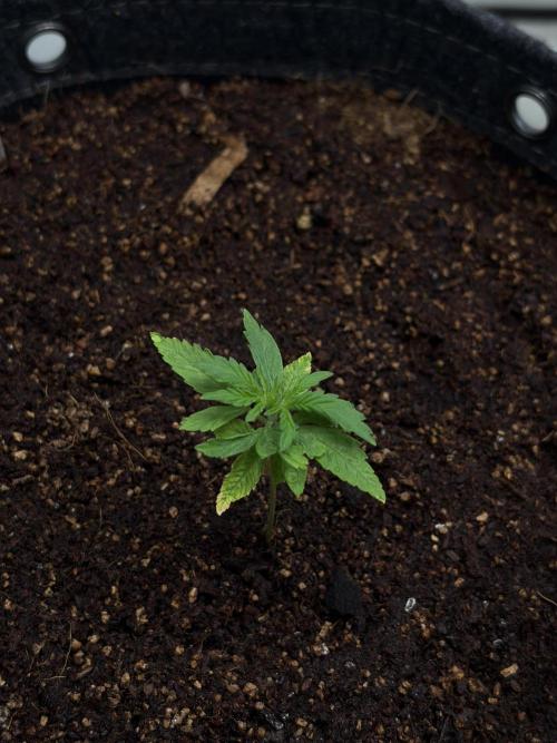 Two plants - Amateur hobby grow. Week 2
