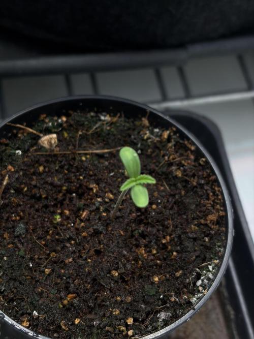 Two plants - Amateur hobby grow. Week 2