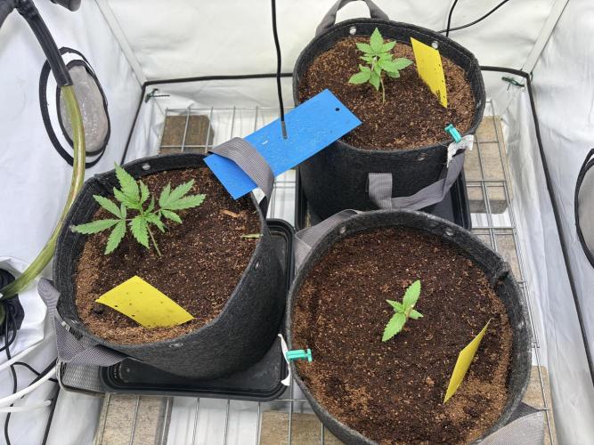 3. plants - Amateur hobby grow. Week 3