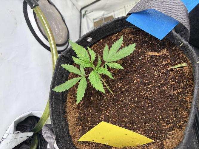 3. plants - Amateur hobby grow. Week 3