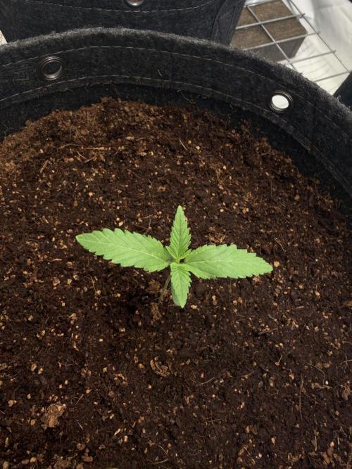 3. plants - Amateur hobby grow. Week 3 - Jealousy Strain by Barney's Farm 
Start: 13.05.2026 