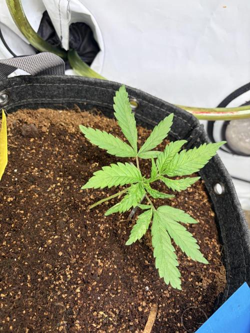 3. plants - Amateur hobby grow. Week 3