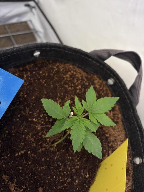 3. plants - Amateur hobby grow. Week 3