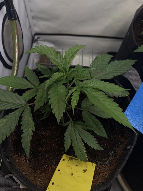 3. plants - Amateur hobby grow. Week 4 - Mutant 