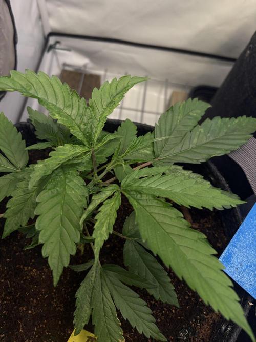 3. plants - Amateur hobby grow. Week 4 - Mutant 