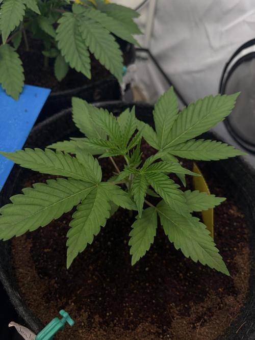 3. plants - Amateur hobby grow. Week 4