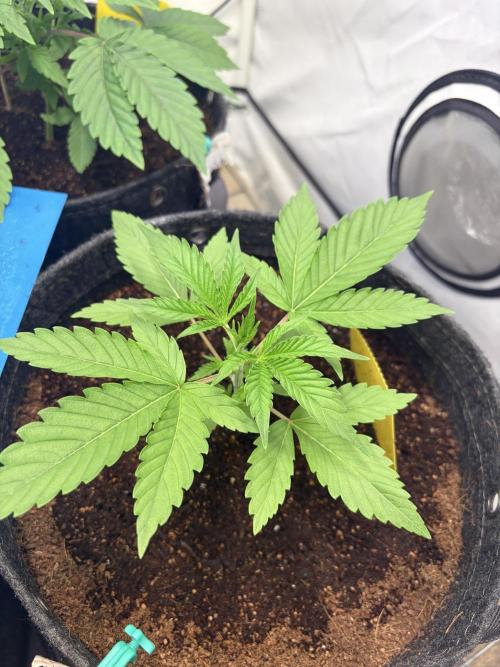 3. plants - Amateur hobby grow. Week 4