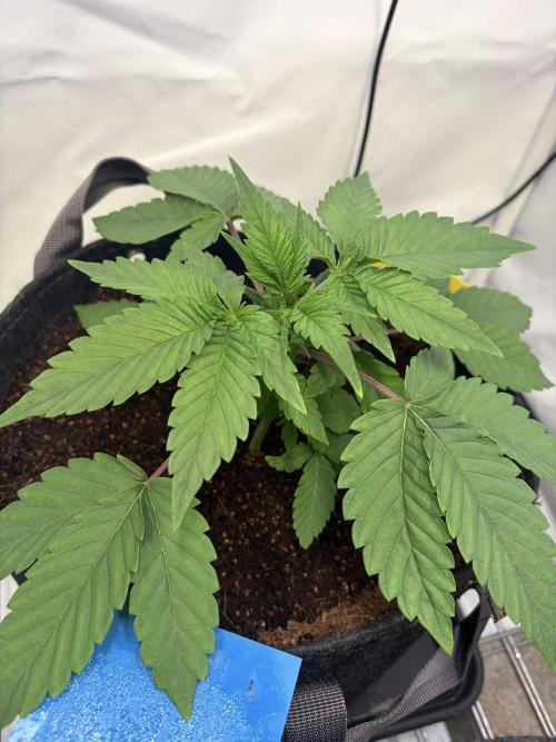 3. plants - Amateur hobby grow. Week 4
