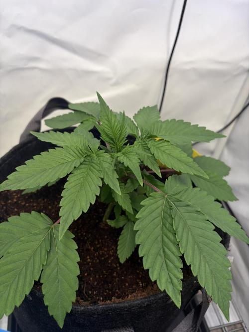 3. plants - Amateur hobby grow. Week 4