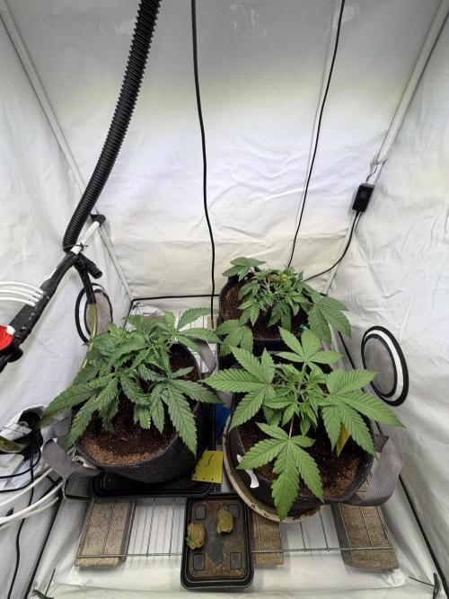 3. plants - Amateur hobby grow. Week 5