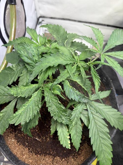 3. plants - Amateur hobby grow. Week 5