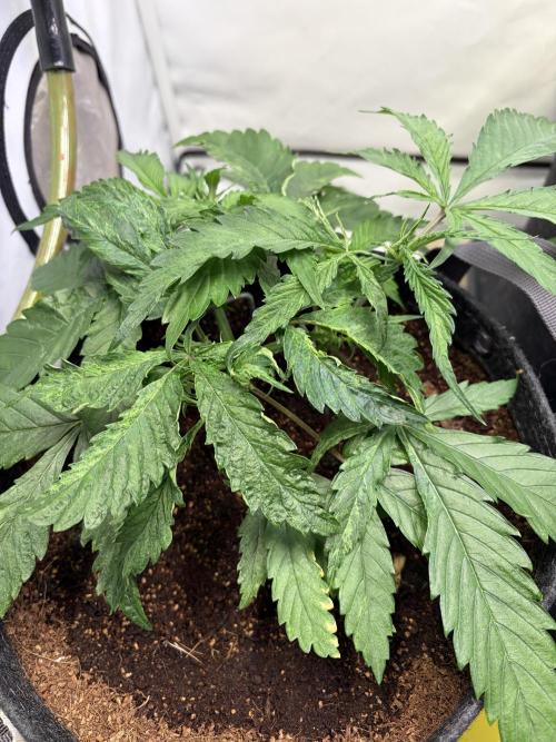 3. plants - Amateur hobby grow. Week 5