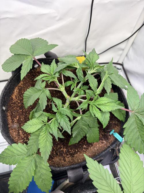 3. plants - Amateur hobby grow. Week 5