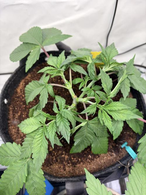 3. plants - Amateur hobby grow. Week 5