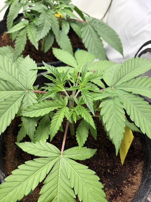 3. plants - Amateur hobby grow. Week 5