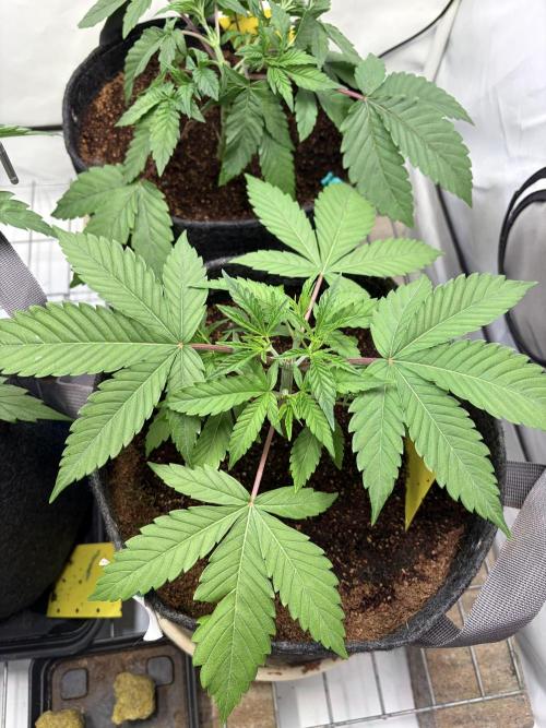 3. plants - Amateur hobby grow. Week 5